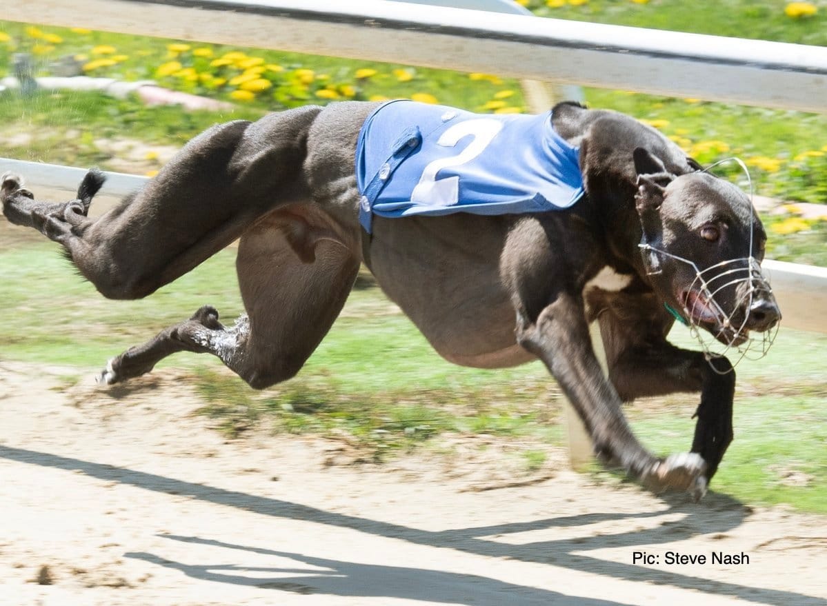 2024 champ De Lahdedah looks good on his Towcester return
