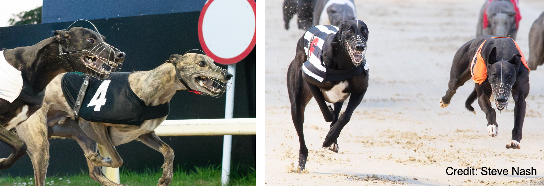 Friends reunited in Derby semis at Towcester - betting & preview