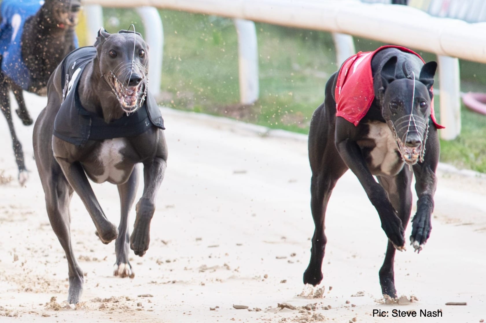 Prince pounces to land first Cat 1 for owner Lucas & trainer Browne
