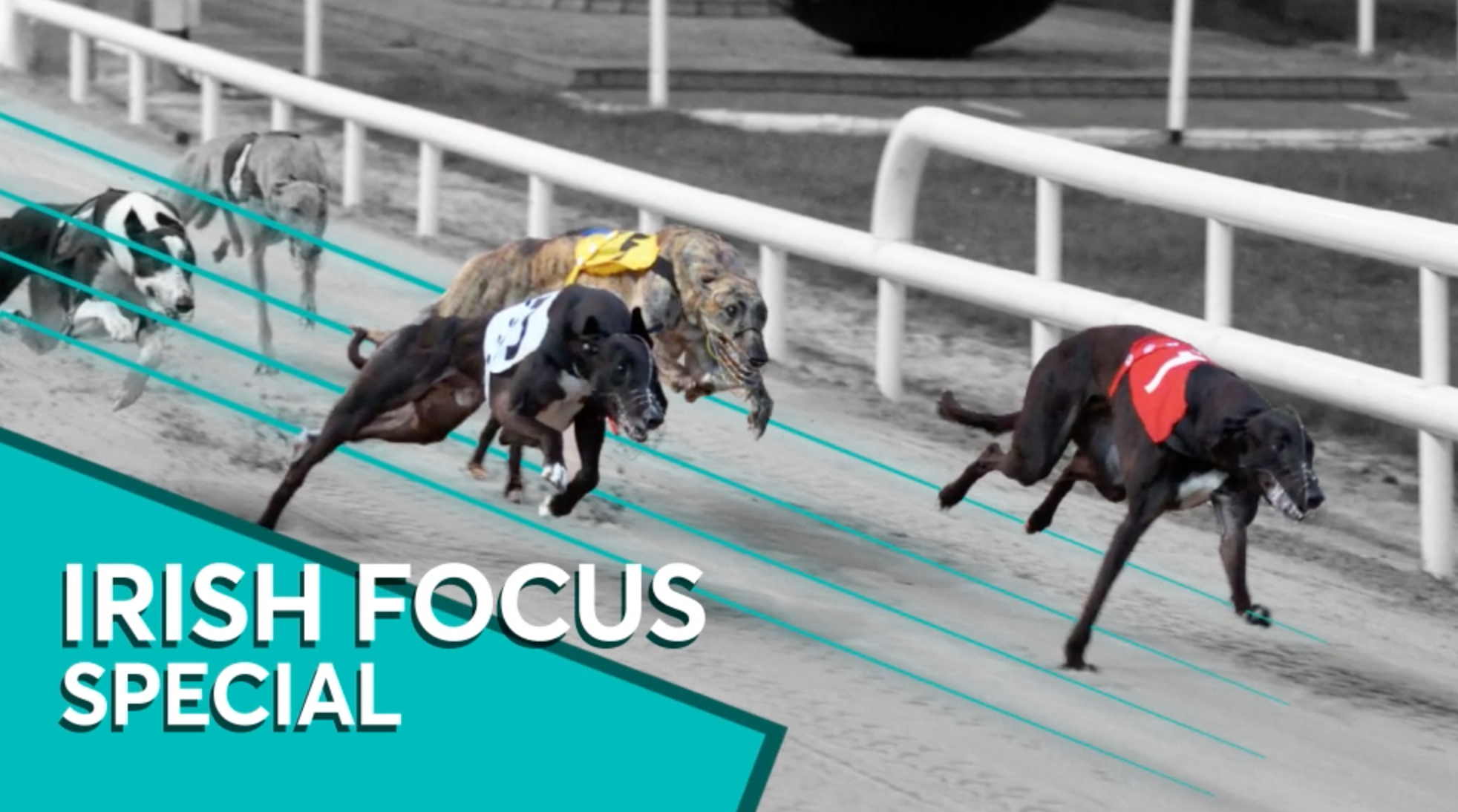 Ian Fortune's five-to-follow on the 2026 Irish greyhound scene