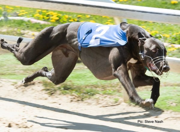 2024 champ De Lahdedah looks good on his Towcester return