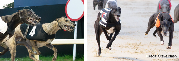 Friends reunited in Derby semis at Towcester - betting & preview