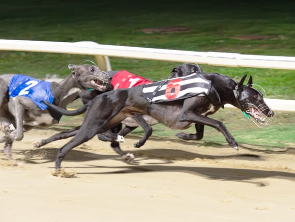 Sandwiches and Heiress set for semi-final Irish Derby rematch