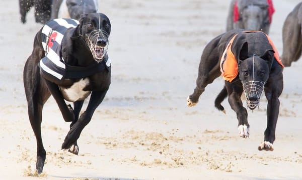 Holland's Diamond, Sandwiches set for Winter Racing Festival